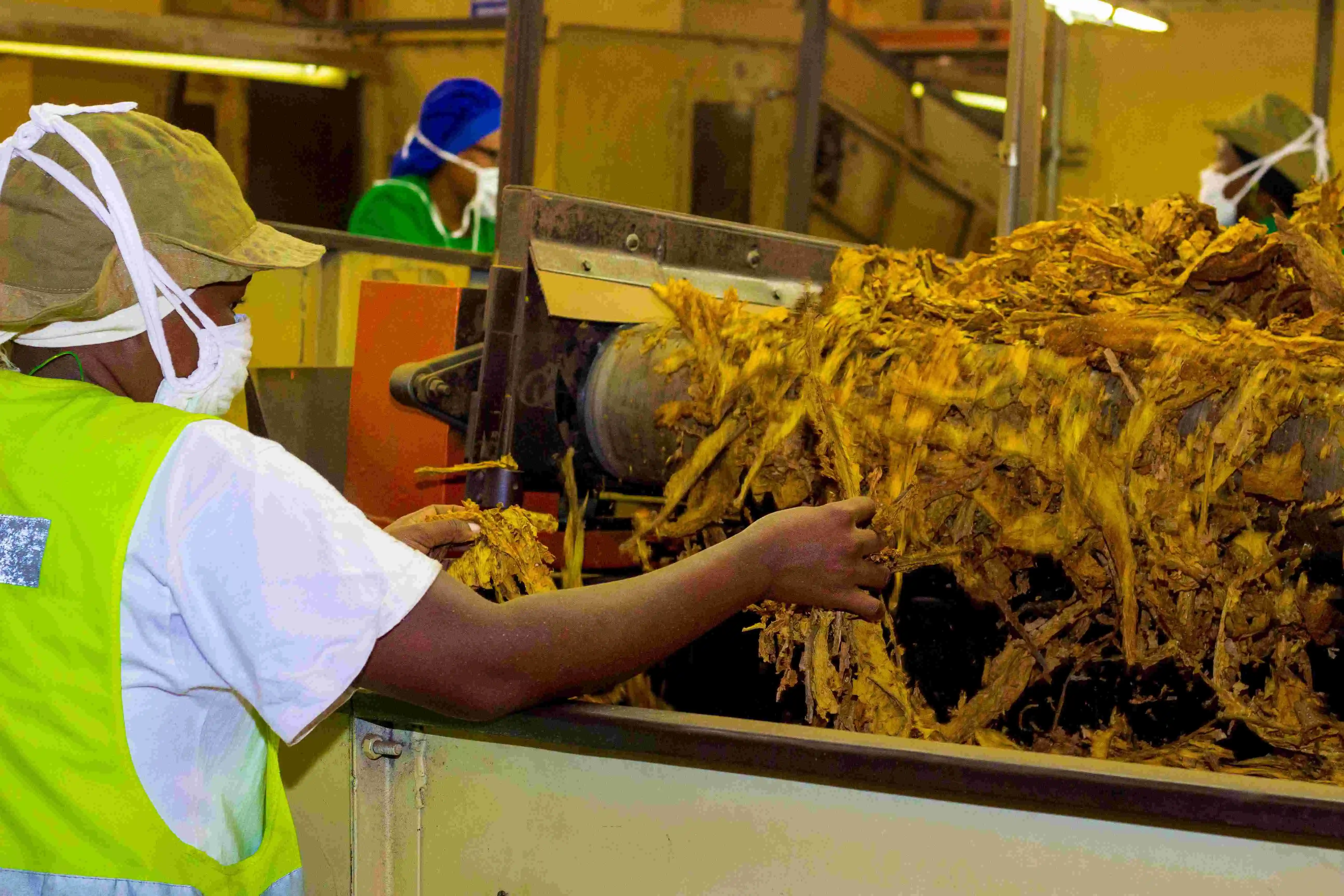 Curing Tobacco